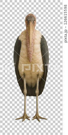 鸛鸛前線 126615598