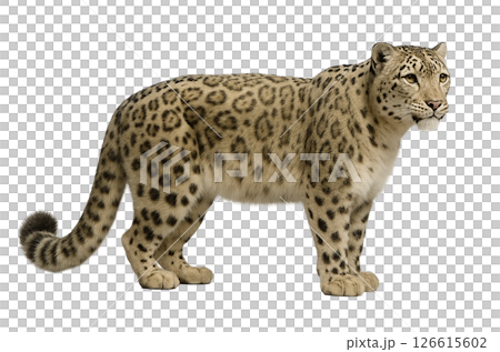 Snow leopard profile 126615602