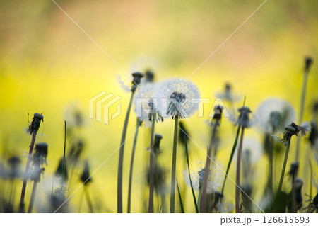 Close-up shot of dandelion seed heads, illuminated by soft golden sunlight, creating dreamy ambiance 126615693