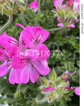 ピンクで綺麗なローズゼラニウム 126616062