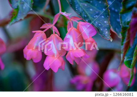 紅花ペゴニア 126616081