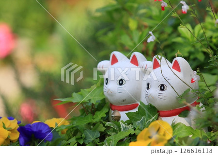 植え込みから除く招き猫 今戸神社の招き猫 植え込みから除く招き猫 今戸神社の招き猫 126616118