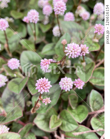ピンクの金平糖のような集合花ヒメツルソバ 126616154