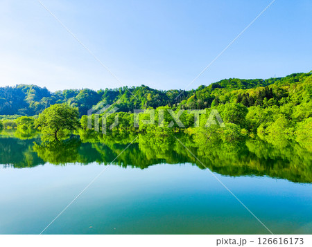 白川湖の水没林 126616173