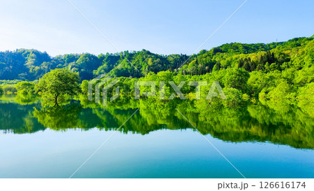 白川湖の水没林 126616174