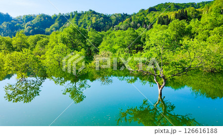 白川湖の水没林 白川湖の水没林 126616188