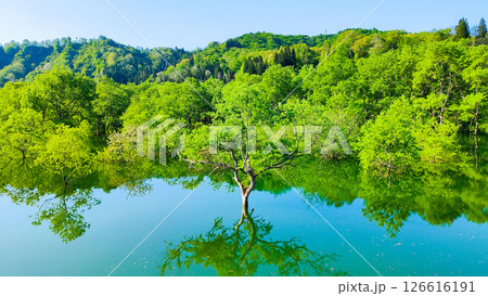 白川湖の水没林 白川湖の水没林 126616191