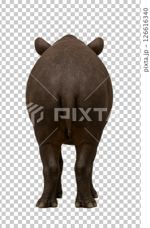 巴庫(背面) 巴庫(背面) 126616340