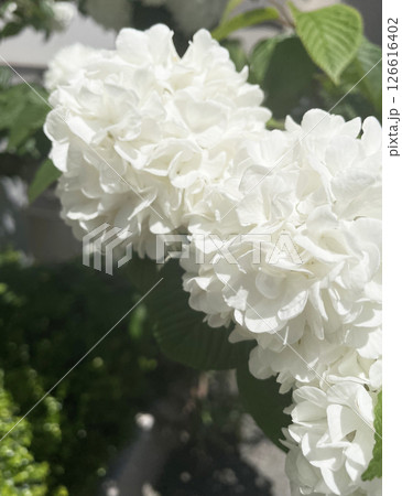 白い花びらが豊かなオオデマリ 白い花びらが豊かなオオデマリ 126616402