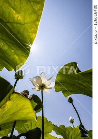 埼玉県加須市にある古代蓮の里の風景 126616480