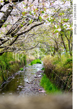 桜のある川沿いの風景 桜のある川沿いの風景 126616683