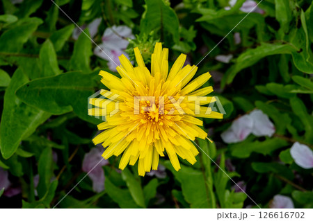 黄色いタンポポ 126616702