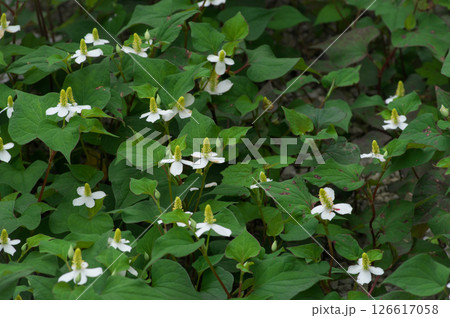 6月に咲くどくだみの白い花 6月に咲くどくだみの白い花 126617058