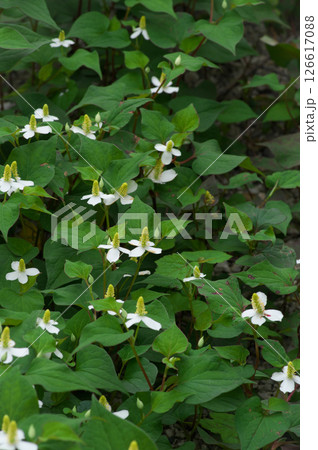 6月に咲くどくだみの白い花 126617088