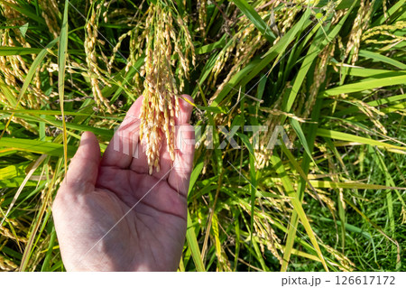 もち米の稲穂 126617172