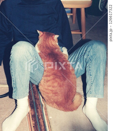 飼い主のおっちゃんに甘える茶虎の猫 126617322