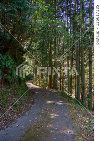 森へ続く狭い山道 森へ続く狭い山道 126617385