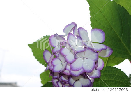 可愛い紫陽花品種ミカコ 126617608