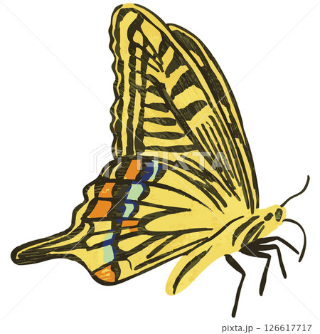 蝶のベクターイラスト 126617717