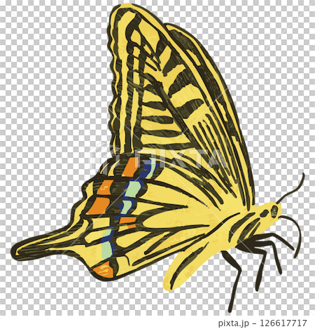 蝶のベクターイラスト 126617717