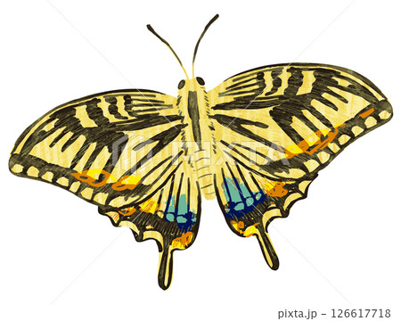 蝶のベクターイラスト 126617718