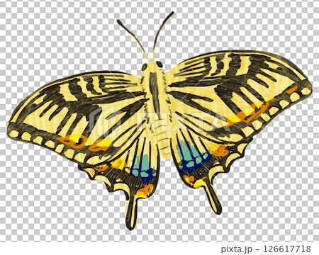 蝶のベクターイラスト 126617718