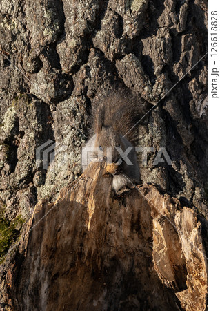 A grey squirrel with a brown tail sits on a birch branch in winter. A grey squirrel with a brown tail sits on a birch branch in winter. 126618828