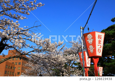 鶴岡公園　満開の桜 126619438