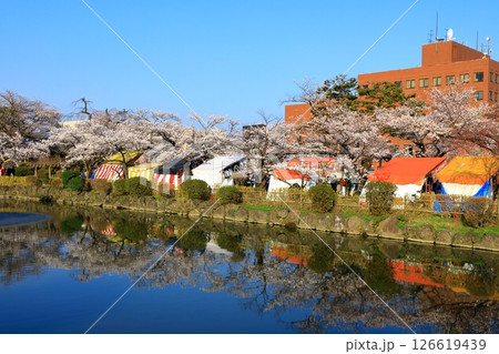 鶴岡公園　満開の桜 126619439