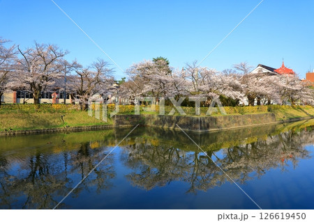 鶴岡公園　満開の桜 126619450