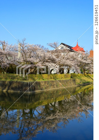 鶴岡公園 満開の桜 鶴岡公園 満開の桜 126619451