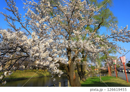 鶴岡公園 満開の桜 鶴岡公園 満開の桜 126619455