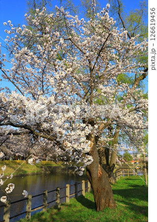 鶴岡公園　満開の桜 126619456