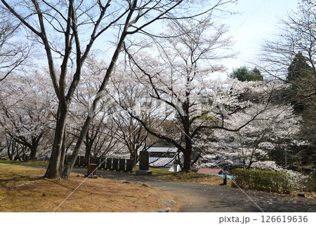 道の駅たかねざわ元気あっぷ村　＃31 126619636