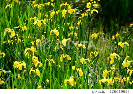 キショウブ　群生 126619695