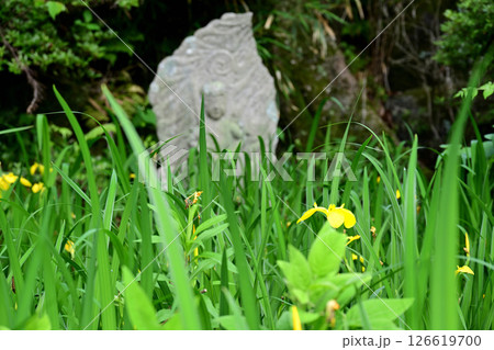 キショウブと石仏 キショウブと石仏 126619700