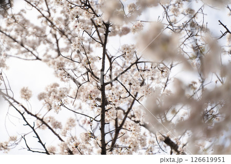 満開の桜　春風香る瞬間① 126619951
