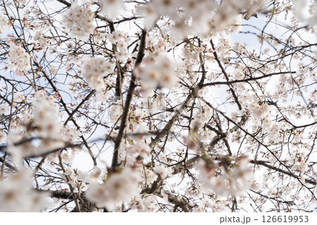 満開の桜 春風香る瞬間③ 満開の桜 春風香る瞬間③ 126619953