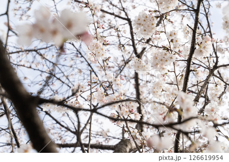 満開の桜 春風香る瞬間④ 満開の桜 春風香る瞬間④ 126619954
