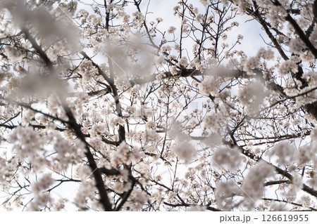 満開の桜　春風香る瞬間⑤ 126619955