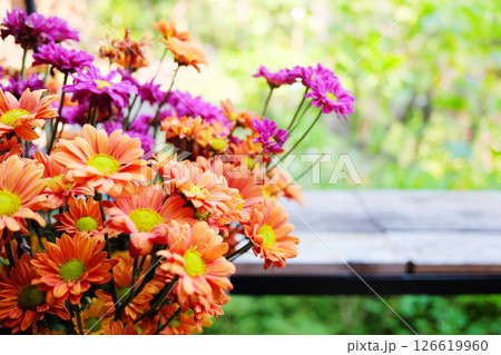 Close up Blooming beautiful pink and orange Chrysanthemum flowers bouquet on wooden table in natural garden background. Copy space Close up Blooming beautiful pink and orange Chrysanthemum flowers bouquet on wooden table in natural garden background. Copy space 126619960