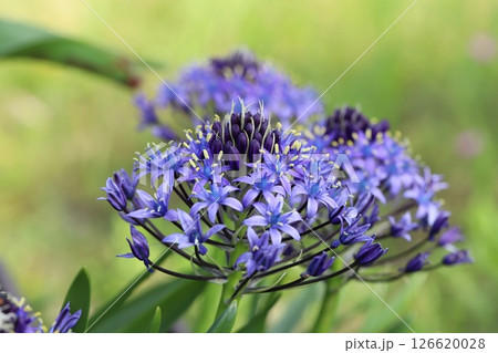 春の庭に咲くオオツルボ（シラー・ペルビアナ）の紫色の花 126620028