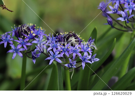 春の庭に咲くオオツルボ（シラー・ペルビアナ）の紫色の花 126620029