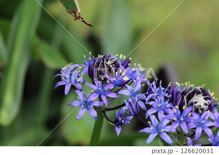 春の庭に咲くオオツルボ（シラー・ペルビアナ）の紫色の花 126620031