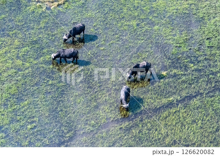 Buffalos grazing in the Okavango Delta 126620082