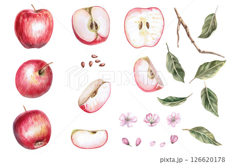 Set of leaves, fruits, flowers, apple seeds. Isolated watercolor illustration in realistic style for fruit juice packaging design, fabric and clothing printing. Set of leaves, fruits, flowers, apple seeds. Isolated watercolor illustration in realistic style for fruit juice packaging design, fabric and clothing printing. 126620178
