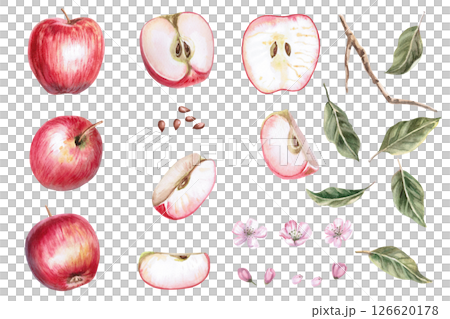 Set of leaves, fruits, flowers, apple seeds. Isolated watercolor illustration in realistic style for fruit juice packaging design, fabric and clothing printing. Set of leaves, fruits, flowers, apple seeds. Isolated watercolor illustration in realistic style for fruit juice packaging design, fabric and clothing printing. 126620178
