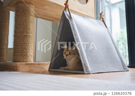 happy with cat concept with british cat play on cat house  with modern home decoration background 126620376