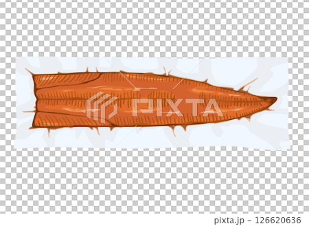 Vacuum-packed grilled eel illustration 126620636