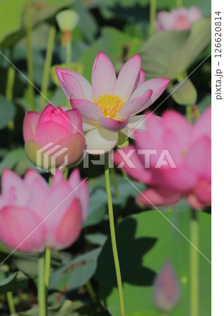 清らか花を咲かせる蓮 清らか花を咲かせる蓮 126620814
